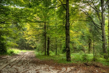 Fototapeta premium Amazing views of trees in the forests of Turkeys Mountains