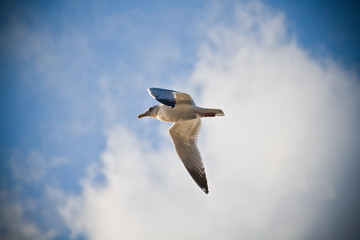Fototapeta na wymiar Seagull Flight