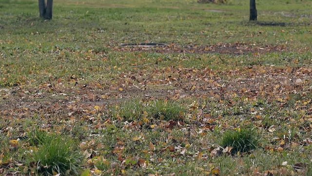 light autumm wind blows dry brown fallen leaves accross thin green grass on big lawn in park