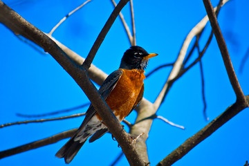Robin perched