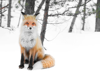wild red fox in winter forest