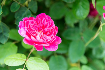 Rose flowers