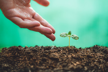 Growth Trees concept in the nature morning light and background Beautiful green