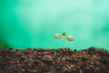 Growth Trees concept in the nature morning light and background Beautiful green