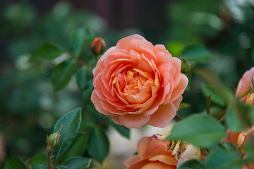Rose flowers