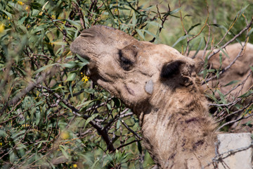 portrait camel in Ethiopian