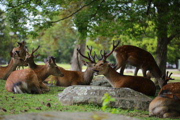 若い雄鹿たち