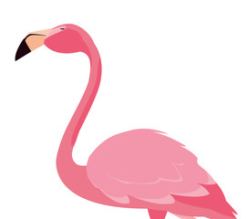elegant flamingo bird icon