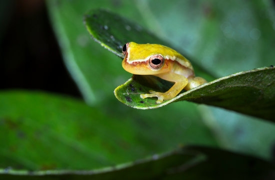 A painted treefrog (Hyla picta) rests on a leaf at night in Belize.