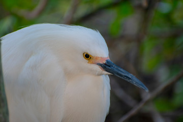 Snowy Egret