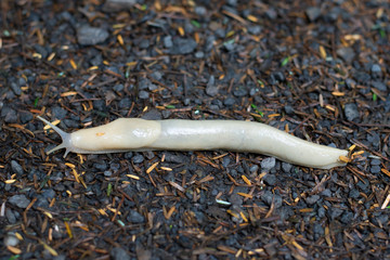 Full body detail of banana slug