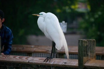 Obraz premium Great White Egret on the Roof