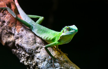 A Chinese water dragon (Physignathus cocincinus) rests on a tree branch in a dark forest.