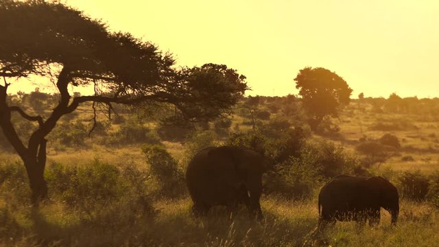 An adult and young elephant eating