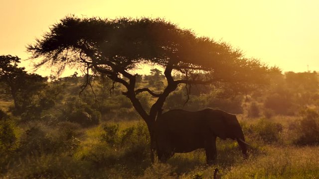 Elephant eating under a tree in Africa