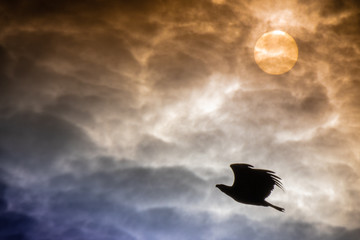 Silhouette Bald Eagle soars in dramatic sky