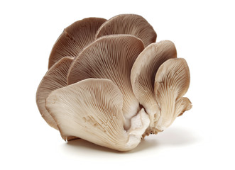 oyster mushroom on white background
