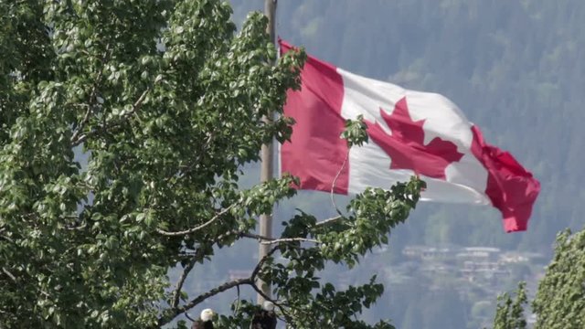 Flag of Canada waving behind big tree Beautiful shot of Flag of Canada waving behind big tree in Vancouver