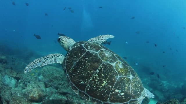 A turtle swimming effortlessly in the ocean while being filmed by a underwater cameraman