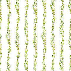 Seamless pattern with thyme branches. Manual graphics, watercolor illustration
