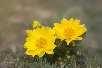 Yellow Pheasant's eye. A  two large flowers of Adonis vernalis on the spring meadow.