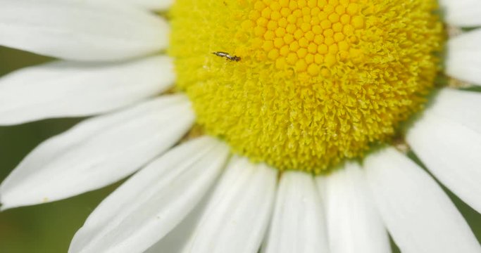 Extreme Close up of Wild OxEye Daisy flower with insect