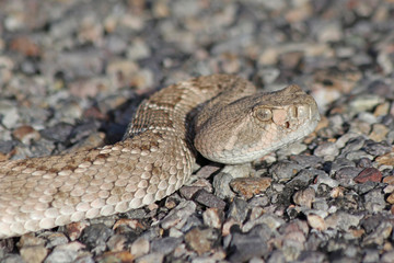 Crotalus atrox Western Diamondback Rattlesnake
