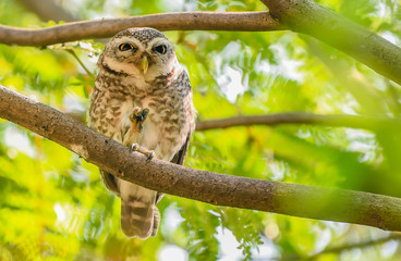 Close-up of a Spotted Owlet on branch show fingers,eyes closed with beautiful green leaves and piercing eyes looking into the camera - Image