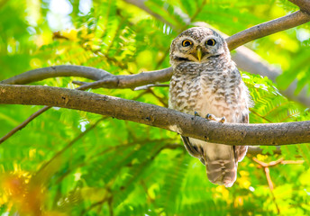Close-up of a Spotted Owlet on branch with beautiful green leaves and piercing eyes looking into the camera - Image