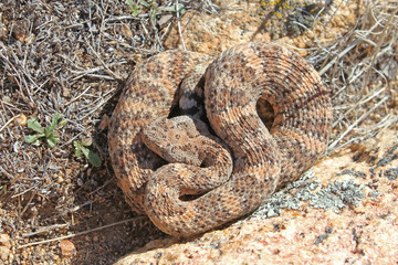 Speckled Rattlesnake (Crotalus mitchellii)