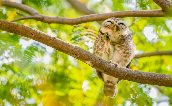 Close-up of a Spotted Owlet on branch ,show  fingers and eyes closed with beautiful green leaves and piercing eyes looking into the camera - Image