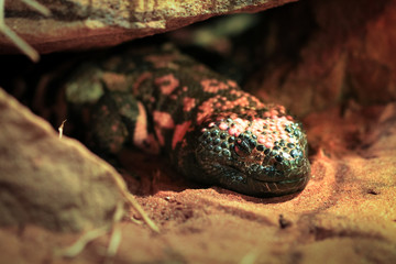 An adult gila monster (Heloderma suspectum) sleeping on a sandy ground.