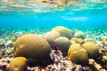 A community of brain coral (family Mussidae or Merulinidae) in the Caribbean Sea. Corn Islands, Nicaragua.