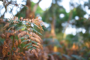 A bracken fern begins to brown as it dies in the Greens Bush area of the Mornington Peninsula,...