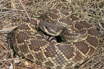 Southern Pacific Rattlesnake (Crotalus oreganus helleri)