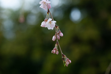 cherry blossom flowers in spring