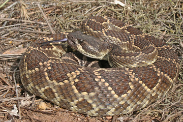 Obraz premium Southern Pacific Rattlesnake (Crotalus oreganus helleri)