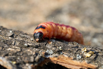 Raupe eines Weidenbohrers (Cossus Cossus) auf der Rinde eines Baumes