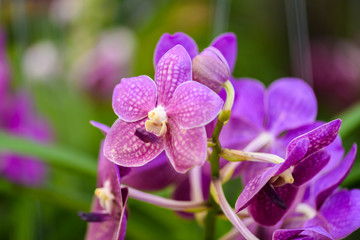 Beautiful orchid flower and green leaves background in the garden