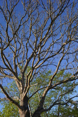 tree in spring