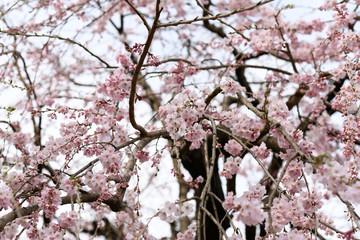 cherry blossom in spring