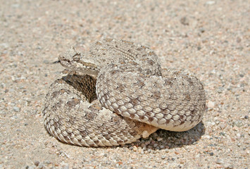 Sidewinder Rattlesnake (Crotalus cerastes)
