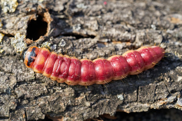 Raupe eines Weidenbohrers (Cossus Cossus) auf der Rinde eines Baumes