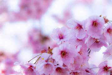 春の桜
