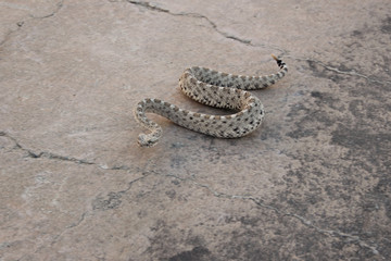 Sidewinding locomotion Sidewinder Rattlesnake