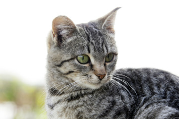 Naklejka premium portrait of a cat