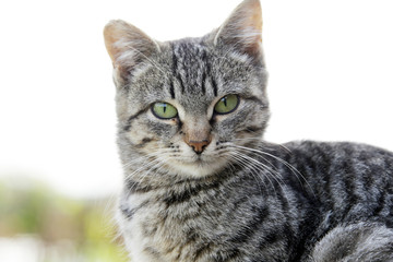 Fototapeta premium portrait of a cat