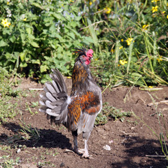 portrait of a rooster