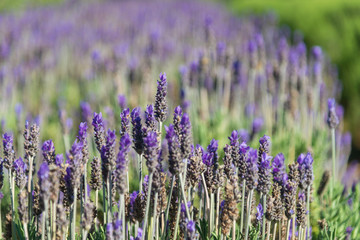 Fototapeta na wymiar Lavender flower fields
