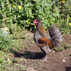 portrait of a rooster